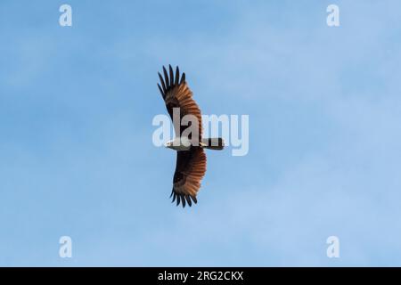 Un kite Brahminy, Haliastur indus, in volo, il simbolo di Langkawi. Parco della Geoforesta di Kilim, Isola di Langkawi, Malesia Foto Stock