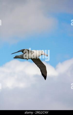 Adulti in volo che vagano per Albatross (Diomedea Exulans) o Snowy Albatross, nella Georgia del Sud. Cielo blu e nuvole bianche come sfondo. Foto Stock