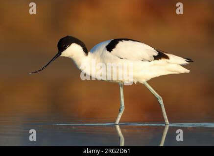 Wading Pied Avocet, Recurvirostra avosetta, a Hyeres, Francia. Foto Stock