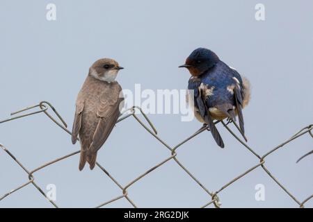 Sand Martin (Riparia riparia), vista posteriore di un adulto appollaiato su una rete metallica, Campania, Italia Foto Stock