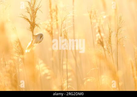 Cantare Bearded Reedling Foto Stock