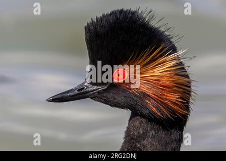 Adulte Geoorde Fuut close-up, nero a collo svasso close-up Foto Stock