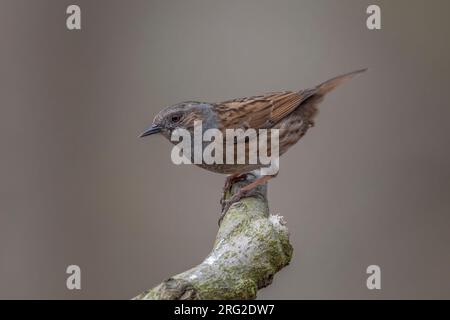 Adulto probabilmente maschio Common Dunnock (Prunella modularis modularis) arroccato su un ramo a Bruxelles, Brabante, Belgio. Foto Stock