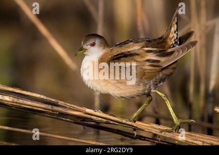 Adulto vrouw Klein Waterhoen; femmina adulta Little Crake Foto Stock