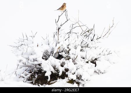 Kneu, Common Linnet, Carduelis cannabina maschio adulto in cespuglio innevato all'inizio della primavera Foto Stock