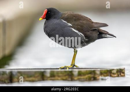 Adulta comune Moorhen (Gallinula chloropus), ala che si estende a Mariadal Parc, Zaventem, Brabante, Belgio. Foto Stock