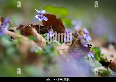 Early Dog-Violet, Viola reichenbachiana Foto Stock