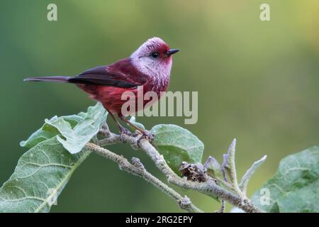 Cardellina versicolor, arroccata su un ramo di una foresta pluviale in Guatemala. Foto Stock