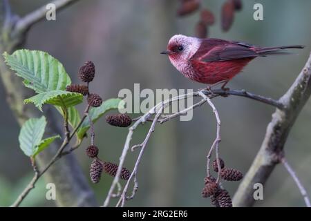 Cardellina versicolor, arroccata su un ramo di una foresta pluviale in Guatemala. Foto Stock