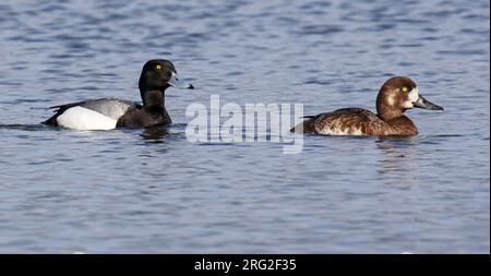 Greater Spap, Aythya marila, in Alaska, Stati Uniti. Coppia insieme, nuotando in un lago. Foto Stock