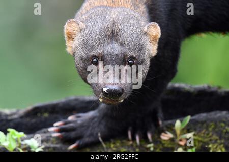 Tayra (Eira barbara) nella riserva di Mashpi sul versante occidentale andino dell'Ecuador. I Tayras sono noti anche come tolomuco o perico ligero nell'Ameri centrale Foto Stock