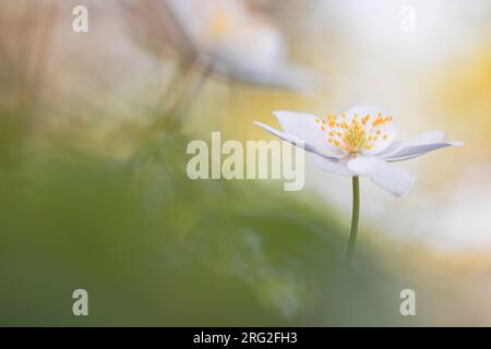 Anemone di legno, Bosanemoon, Anemone nemorosa Foto Stock