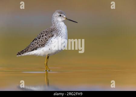 Marsh Sandpiper, Tringa stagnatilis, in piedi in acque poco profonde in Italia durante la migrazione primaverile. Foto Stock