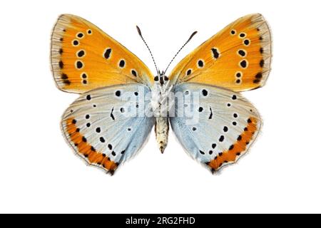 Grote vuurvlinder, Large Copper, Lycaena dispar batava Foto Stock