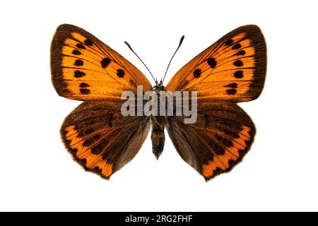 Grote vuurvlinder, Large Copper, Lycaena dispar batava Foto Stock