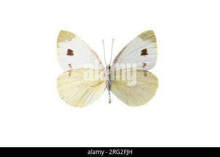 Scheefbloemwitje, Southern Small White, Pieris mannii Foto Stock