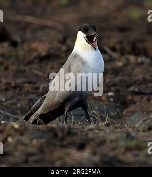 jaeger adulti dalla coda lunga (Stercorarius longicaudus) in Alaska, Stati Uniti. Chiamate ad alta voce. Foto Stock