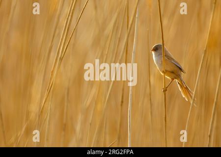 Baardmannetje; spiedini barbuti; Foto Stock