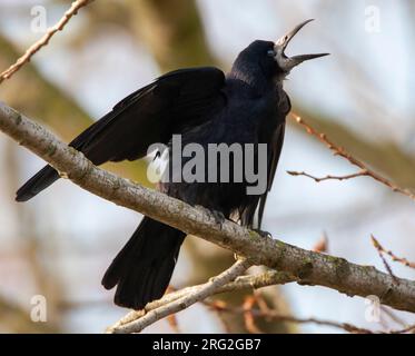 Mostra Rook (Corvus frugilegus) nei Paesi Bassi. Seduto su un albero. Foto Stock