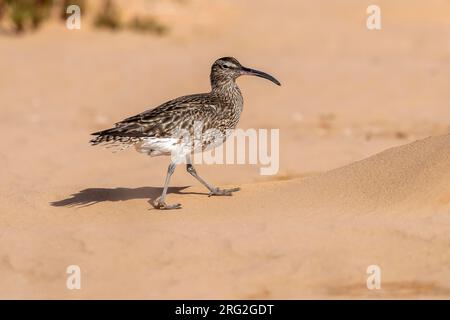 Whimbrel eurasiatico adulto (Numenius phaeopus phaeopus) a piedi lungo la spiaggia di Iwik a Banc d'Arguin, Mauritania. Foto Stock