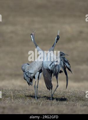 Gru comuni (Grus grus) esposte in Finlandia Foto Stock