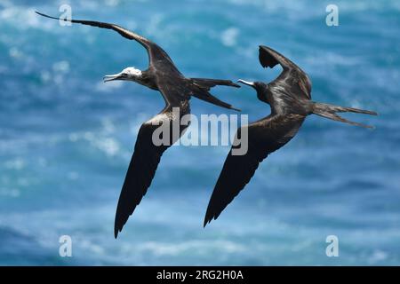 Magnifici fregati (Fregata magnificens) in volo sulle isole Galapagos. Uomo che insegue una femmina sopra l'oceano. Foto Stock