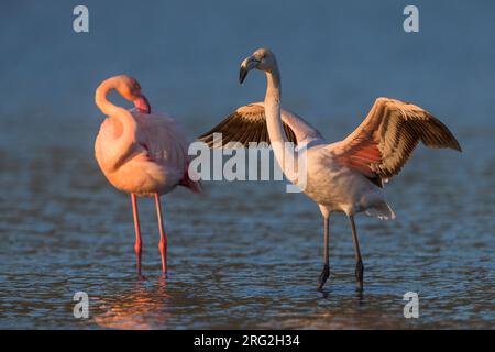 Fenicottero maggiore (Phoenicopterus roseus) in volo Foto Stock