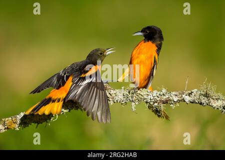 Due maschi combattenti Baltimore Oriole (Icterus galbula) durante la migrazione primaverile a Galveston County, Texas, Stati Uniti. Arroccato su una diramazione. Foto Stock