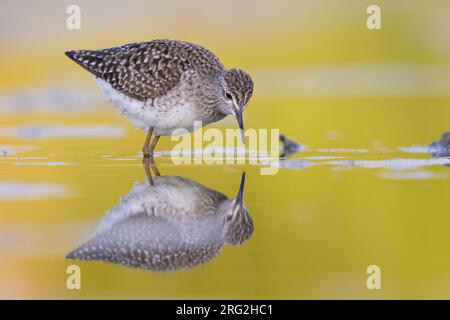 Wood Sandpiper (Tringa glareola), la vista laterale di un adulto in piedi in acqua, Campania, Italia Foto Stock