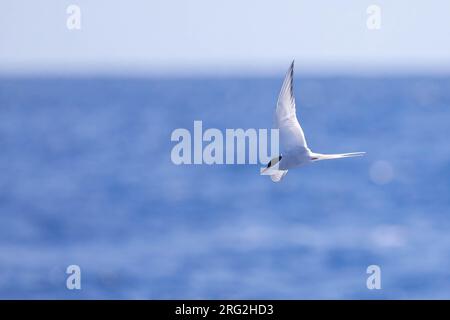 Sterna artica (Sterna paradisea) che vola contro il mare e il cielo come backgound, vicino all'isola di Raso, Capo Verde. Foto Stock