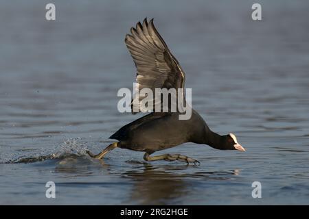 Culla eurasiatica (Fulica atra) uccello adulto che decolla dall'acqua in Finlandia Foto Stock