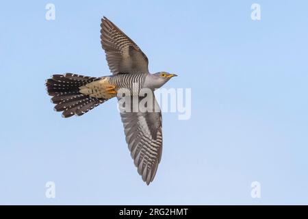 Maschio adulto Cuckoo comune (Cuculus canorus) in Italia. Foto Stock