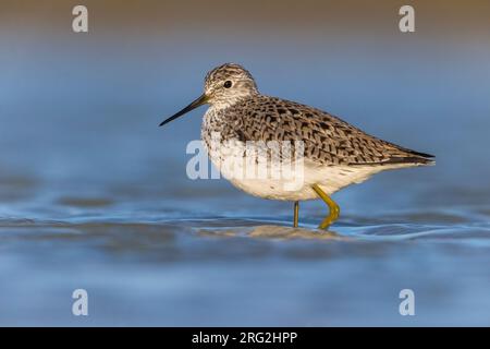 Marsh Sandpiper, Tringa stagnatilis, in piedi in acque poco profonde in Italia durante la migrazione primaverile. Foto Stock