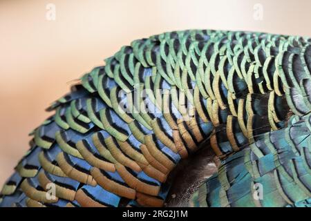 Splendida Turchia Ocellata (Meleagris ocellata) camminando per terra in una foresta pluviale di pianura nella penisola dello Yucatán vicino a Tikal in Guatemala. Foto Stock