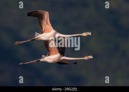 Greater Flamingo (Phoenicopterus roseus) due in volo Foto Stock