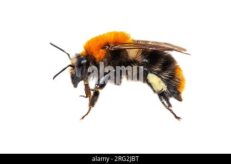 Comune Carder Bee, Akkerhommel, Bombus pascuorum Foto Stock