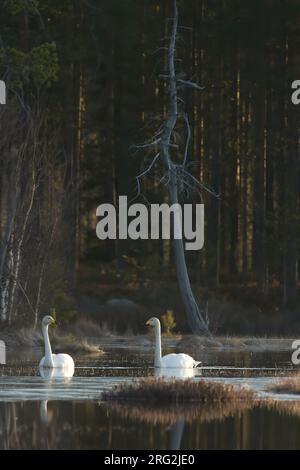 Whooper Swan (Cygnus cygnus), nuota in coppia su uno stagno nella natura selvaggia finlandese Foto Stock