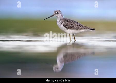 Marsh Sandpiper, Tringa stagnatilis, in piedi in acque poco profonde in Italia durante la migrazione primaverile. Foto Stock