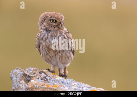 Piccolo gufo (Athene noctua ssp. Glaux) arroccato su una roccia in Marocco Foto Stock