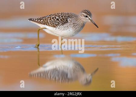 Wood Sandpiper (Tringa glareola), la vista laterale di un adulto in piedi in acqua, Campania, Italia Foto Stock