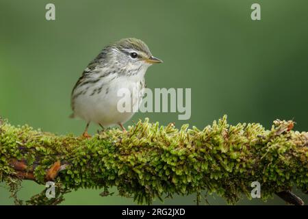 Donna adulta Blackpoll Warbler (Setophaga striata) durante la migrazione primaverile a Galveston County, Texas, USA. Foto Stock