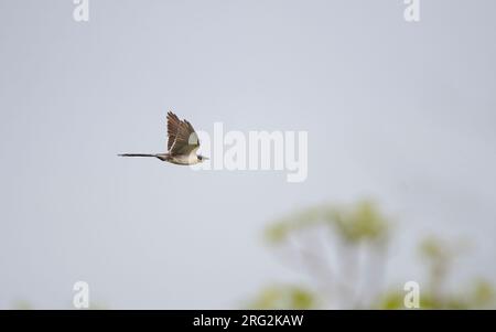 Cuculo maculato adulto (Clamator glandarius) in volo all'Estremadura, Spagna Foto Stock