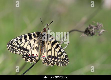 Uno splendido Festoon meridionale (Zerynthia polyxena) in Bulgaria. Foto Stock