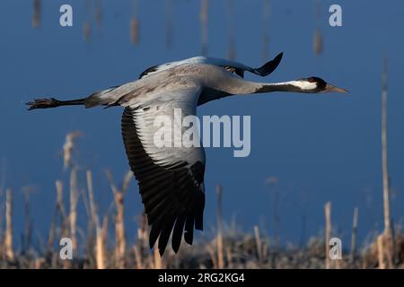 Gru comune (Grus grus), vista laterale di adulti volanti contro l'acqua blu come sfondo Foto Stock