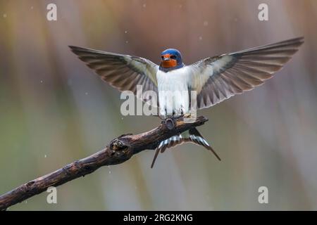 Deglutire per adulti (Hirundo rustica) atterrando in una filiale in Italia. Con entrambe le ali spalancate. Foto Stock