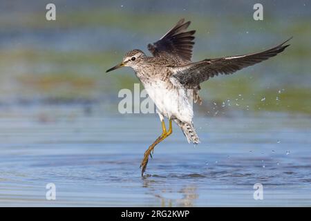 Sandpiper di legno (Tringa glareola), vista laterale di un adulto in volo, Campania, Italia Foto Stock