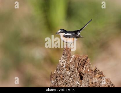 Shrike mascherato per adulti (Lanius nubicus) arroccato. Foto Stock