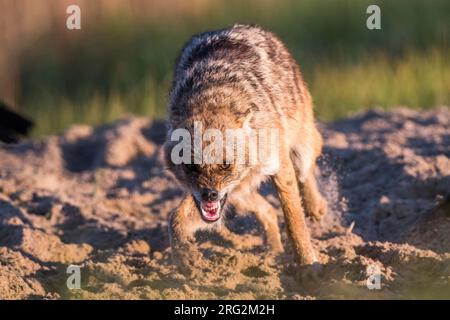 Sciacallo d'oro eurasiatico (Canis aureus moreoticus) nel delta del Danubio in Romania. Foto Stock