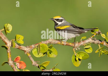 Uomo adulto Golden-Wing Warbler, Vermivora chrysoptera Galveston Co., Texas, USA Foto Stock