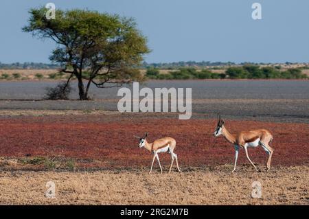 Un trampolino, Antidorcas marsupialis, con un vitello che cammina in una padella. Central Kalahari Game Reserve, Botswana. Foto Stock